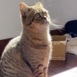 ͷ��