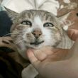 ͷ��