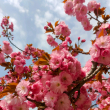 ͷ��