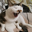 ͷ