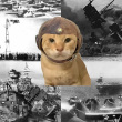 ͷ��