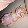 ͷ