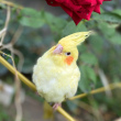 ͷ��