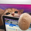 ͷ