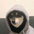 ͷ
