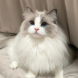 ͷ��