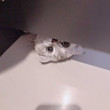 ͷ