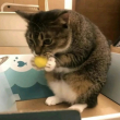 ͷ��