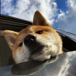 ͷ��