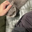 ͷ