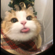 ͷ��