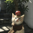 ͷ��
