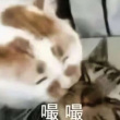ͷ��