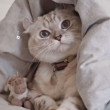 ͷ