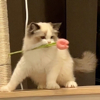 ͷ��