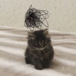ͷ��