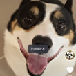 ͷ