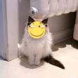 ͷ��
