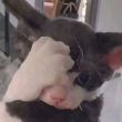 ͷ��
