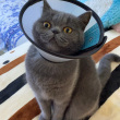 ͷ��