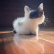 ͷ��