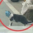 ͷ