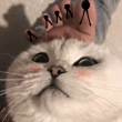 ͷ