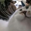 ͷ��