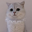 ͷ