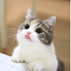 ͷ
