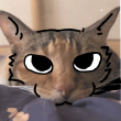 ͷ��