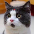 ͷ