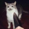 ͷ��
