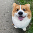 ͷ��