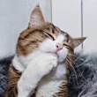 ͷ