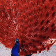 ͷ��