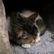 ͷ��