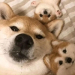 ͷ��