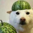 ͷ��