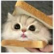 ͷ��