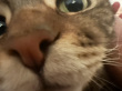 ͷ��