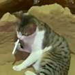 ͷ