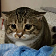 ͷ