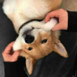 ͷ��