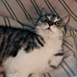ͷ