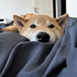 ͷ