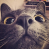 ͷ��