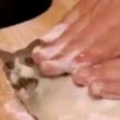ͷ��