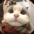ͷ