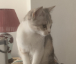 ͷ��